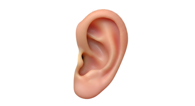 Realistic 3d render of a human ear isolated on transparent background, showcasing its anatomy, shape, and structure for medical, health, or design purposes