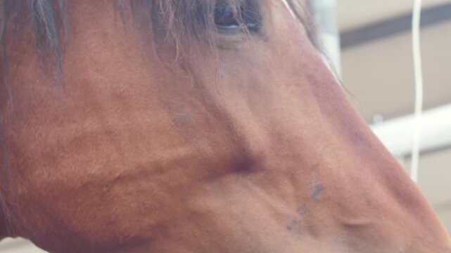 close up head of brown adult horse chewing grass, human hand stroking muzzle of adult thoroughbred horse, horse care on farm