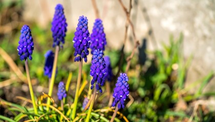 Obraz premium Vibrant purple flowers in garden