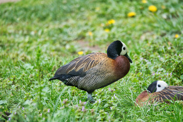 Duck with white face and dark neck stands on flowering meadow, harmonious nature