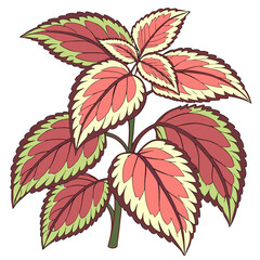 red and green leaves of coleus tricolour