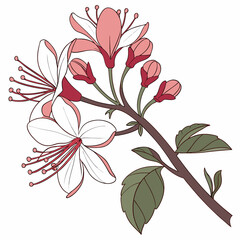 clerodendrum inerme with leaves