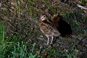 世界自然遺産の奄美大島や沖縄で見られる日本固有種の珍しい絶滅危惧種の野鳥、アマミヤマシギ