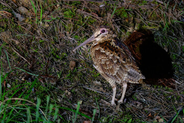 世界自然遺産の奄美大島や沖縄で見られる日本固有種の珍しい絶滅危惧種の野鳥、アマミヤマシギ