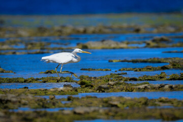 初夏から夏に海岸や田んぼで出会える珍しい鳥、渡り鳥のカラシラサギ