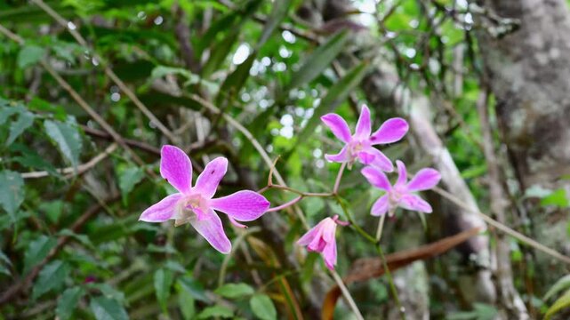 Close-up of Three Pink Dendrobium Orchid Flowers
