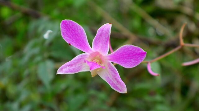 Close-up of a Pink Dendrobium Caesar Orchid with a Blurred Background