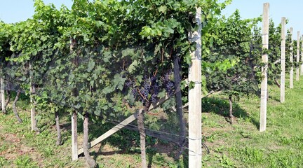 Vineyard nettings protecting ripening grapes at the edge of the vine rows
