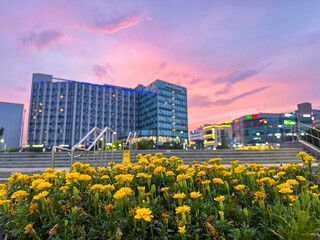 Sunset view of yellow flowers in front of modern buildings