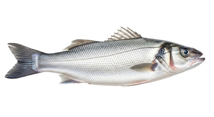 Isolated Sea Bass
