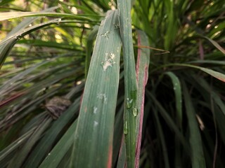 dewy lemongrass trees growing in the yard 