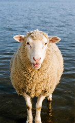 Fototapeta premium Sheep Standing in Water