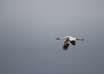 Whooping Crane fly-by on a cloudy day
