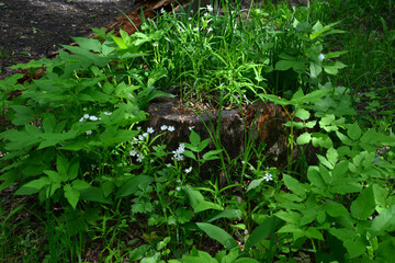 Lush green foliage surrounding a weathered tree stump in a sunlit forest clearing