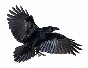 Naklejka premium Black Crow Halloween Bird Isolated