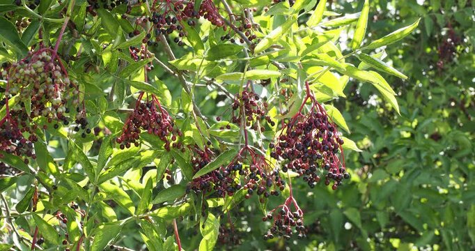 (Sambucus nigra) European black elderberry adorned with drooping clusters of dark bue mature and reddish immature berries between dense medium green pinnately leaves finely serrated
