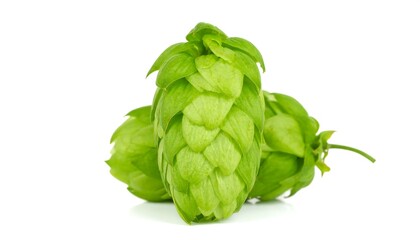 Obraz premium Two vibrant green hop cones are showcased against a plain white background.
