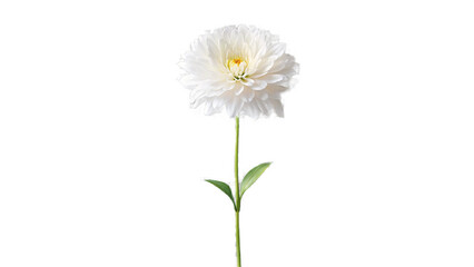 Fototapeta premium white flower isolated on transparent background