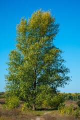 beautiful tree in the outdoor