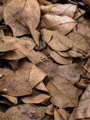 Dry fallen leaves texture background in autumn season.