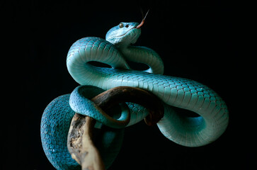 snake on a black background