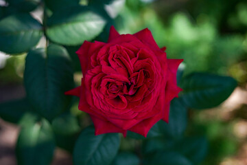 Red Rose in Full Bloom with Green Foliage