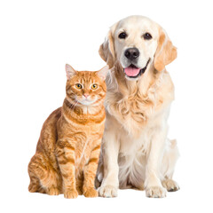Fototapeta premium A golden retriever dog and an orange tabby cat sitting closely together, both looking forward with calm and friendly expressions