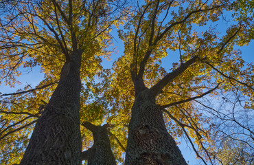 beautiful tree in the outdoor