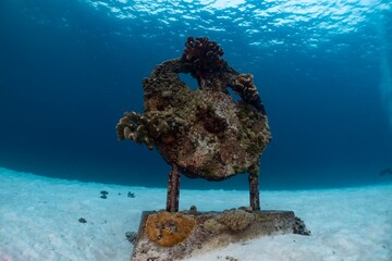 Underwater coral reef grows on a submerged artifact, creating a vibrant ecosystem.