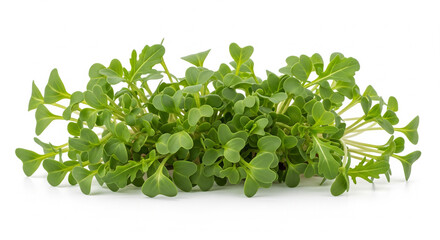 Obraz premium Fresh green leafy herbs bunch, healthy raw microgreens for cooking, on an isolated transparent background.