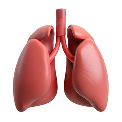 3d human lungs anatomy isolated on transparent background