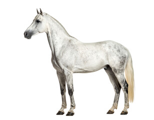 Elegant white arabian horse standing gracefully against a stark black background
