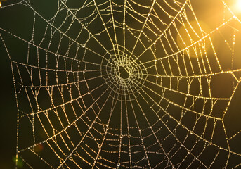Spiderweb with Water Droplets in Golden Sunlight | Close Up Detail of Intricate Cobweb for Halloween, Nature Photography, and Eerie Visuals