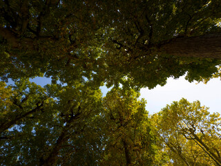 Vichy, thermes, arbres parc