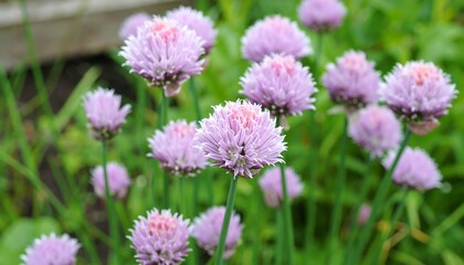 Obraz premium Close-up of blooming chives