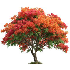 High-Resolution Image of a Flamboyant Tree from Puerto Rico Transparent Background