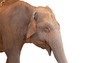 A huge elephant, a magnificent pachyderm, stands isolated on a white background, its large trunk...