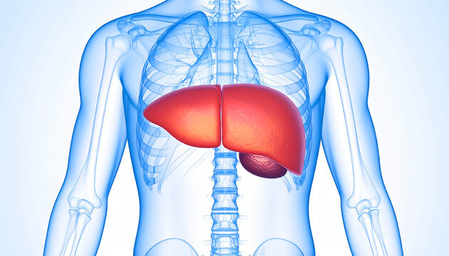 Anatomical illustration of the human torso, highlighting the liver and gallbladder within the body.