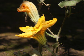 Blooming flowers of a pumpkin plant with exposure to sunlight on outdoor home garden. Grow food at...