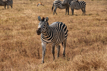 zebras in the savannah