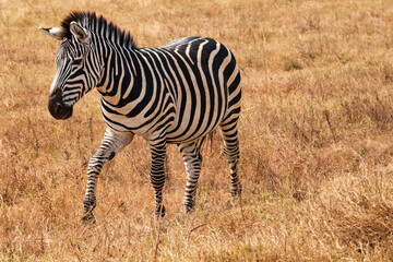riserva naturale ngorongoro 