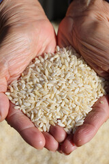 Person Holding a Pile of White Rice Grains in Their Hands Up Close