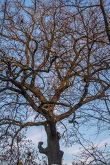 beautiful tree in the outdoor