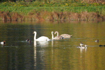 CIGNI E ALTRI ANIMALI DEL FIUME