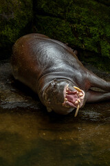 The pygmy hippopotamus