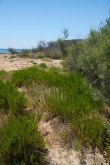 Fototapeta premium Coastal vegetation of the lagoon of Porto Cesareo, Salento, Apulia Region, Europe, Italy