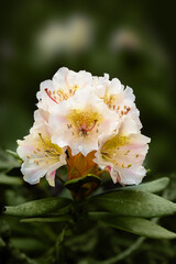 Close view of the cream-colored rhododendron flower. Caucasus mountains, Russia.