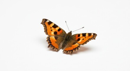 Fototapeta premium A small tortoiseshell butterfly rests on a white background wings spread open