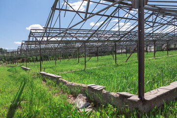 Abandoned greenhouse structure, overtaken by nature.  Sprawling expanse of overgrown grass reclaims...