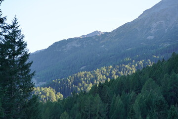 FORESTA ALPINA